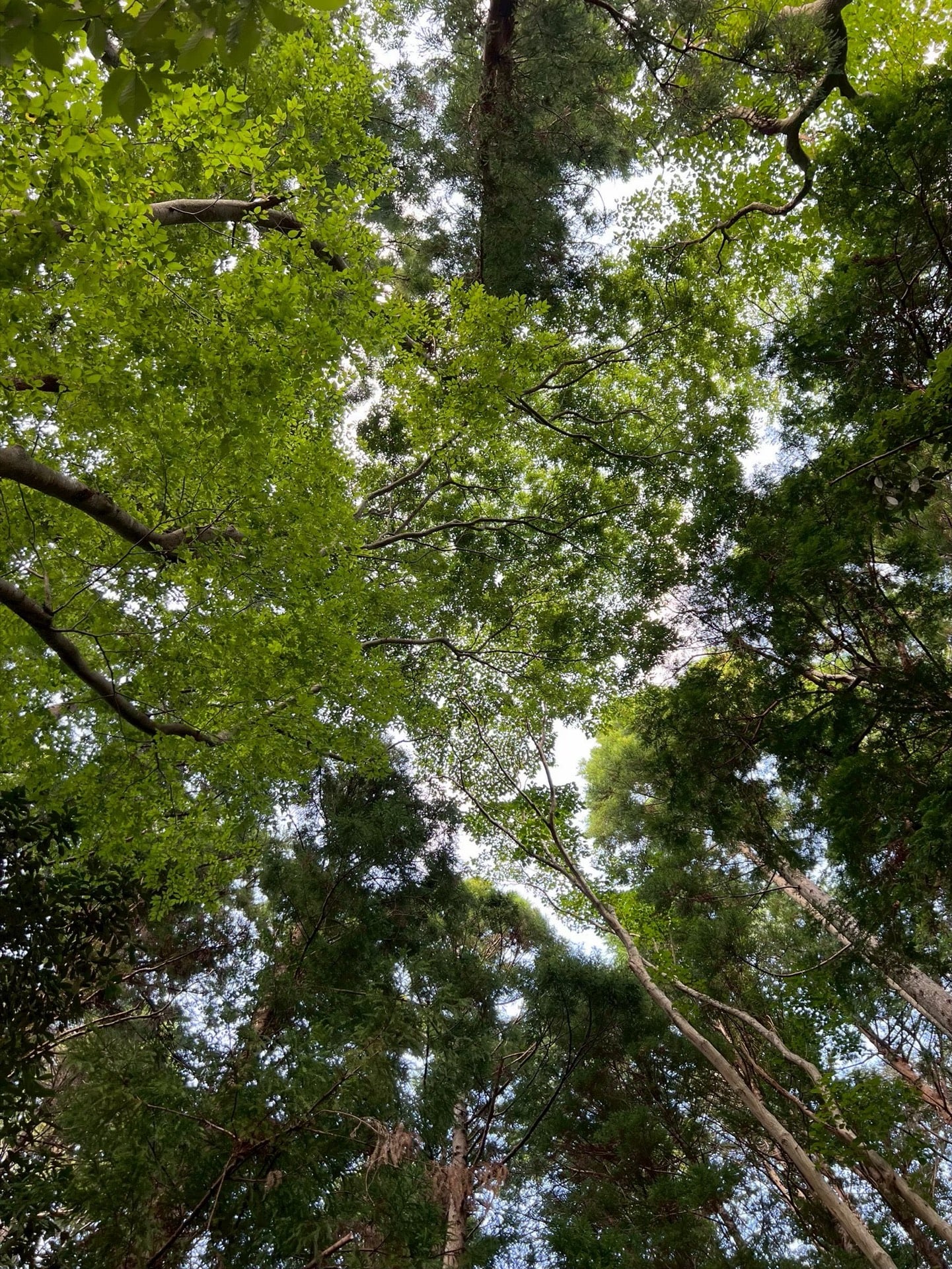 森林樹冠