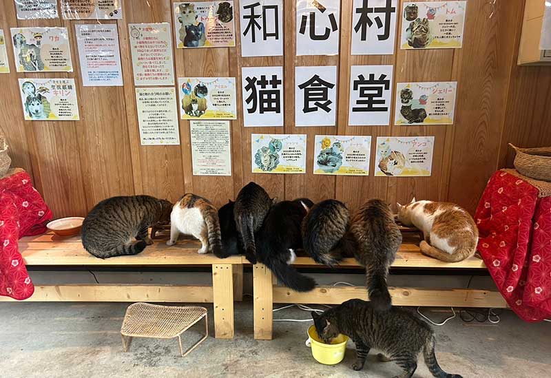 貓咪陪你吃飯